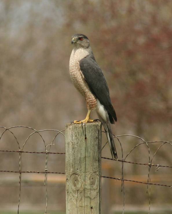 Greg Nelson - Steel County Greg Nelson - Steel County
